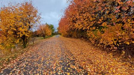 На Полтавщині на вихідних прогнозується спокійна осіння погода — без опадів, із помірним вітром