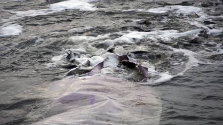 На Полтавщині відбулося масштабне зариблення Кременчуцького водосховища