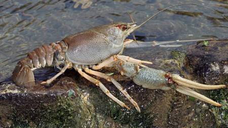 Раків заборонено ловити з понеділка