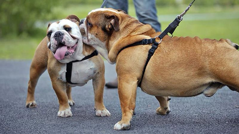 Правильний вибір амуніції для собак