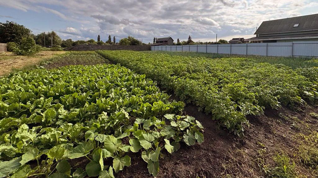 Чому кобелячани масово «вдарилися» в городництво