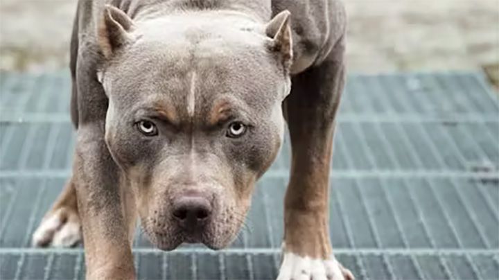 У Полтаві затримано чоловіка, який спустив собаку на поліцейських