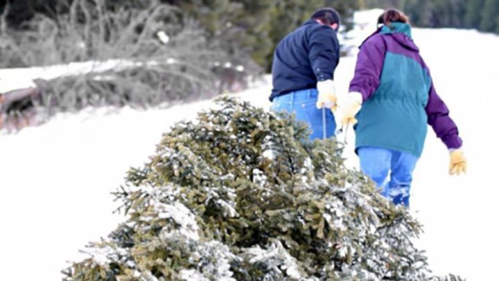 Штраф за зрубану ялинку