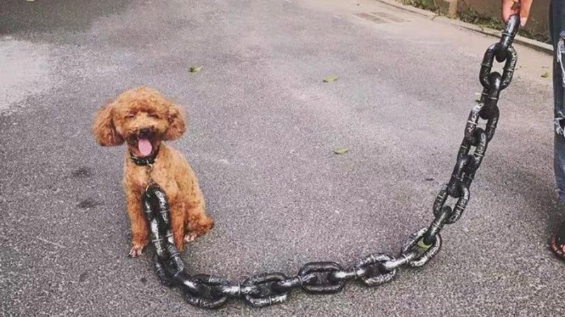 Важкий ланцюг для цуценяти