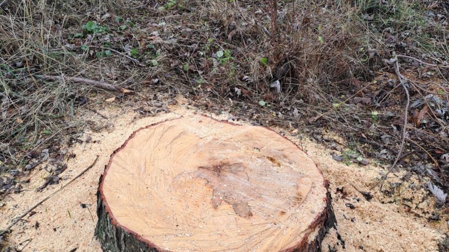 Чорні лісоруби напиляли дерев на 660 тисяч