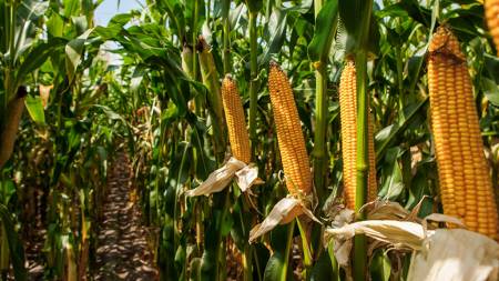 Аграрії зібрали 2,46 мільйона тонн кукурудзи