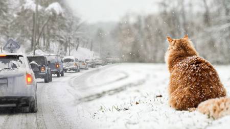 Сніг та хуртовини: прогноз погоди для Полтавщини на 29–31 грудня