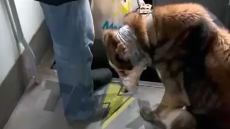 У Полтаві поліція встановила особу чоловіка, який перевозив собаку, обмотавши їй морду скотчем