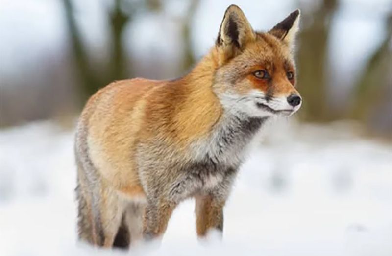  У Білицькій громаді проводиться відстріл диких лисиць