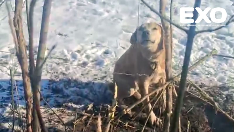 Собаку біля Вишневого визволили