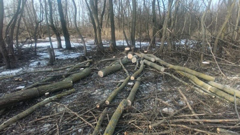 У Кременчуцькому районі виявили двох чоловіків, які незаконно рубали дерева