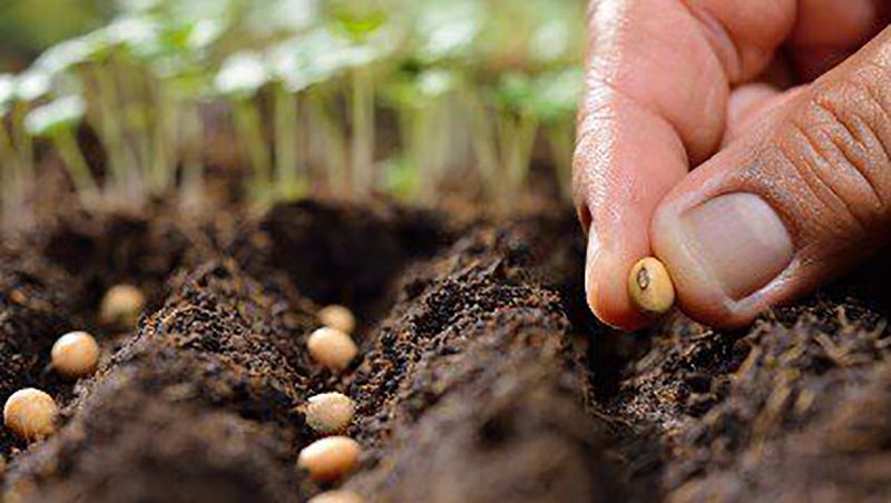 Місячний посівний календар