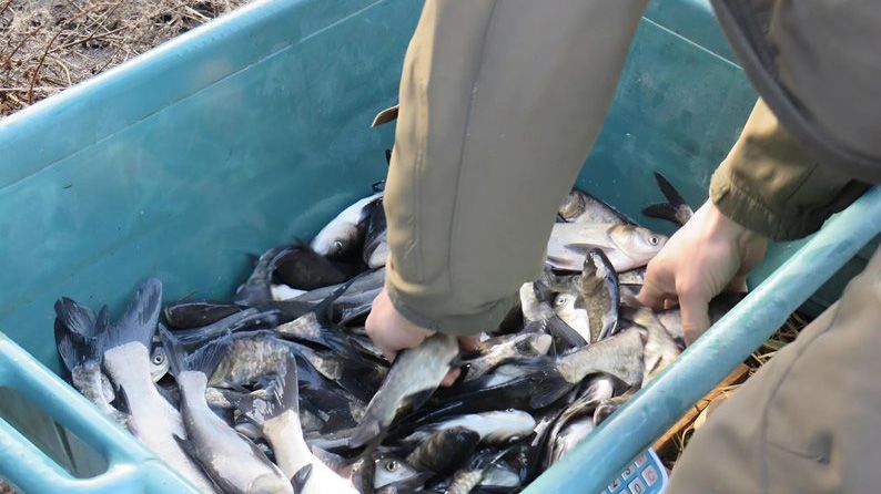 У Кременчуцьке водосховище вселено коропа, товстолоба й амура