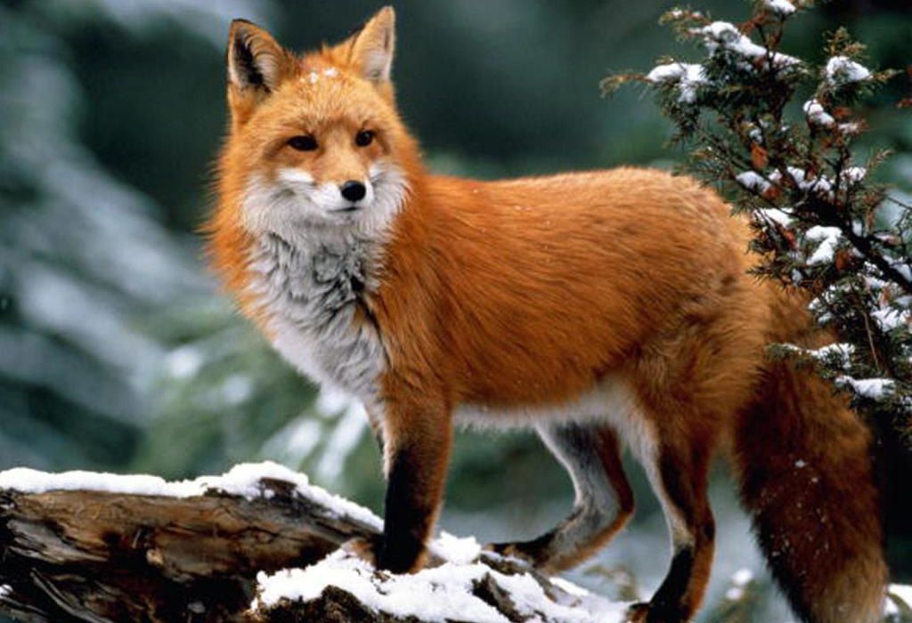 У Біликах і Кобеляках дозволили стріляти