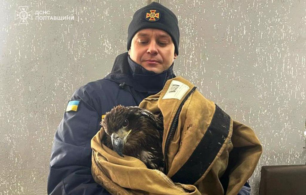 На Полтавщині рятувальники визволили з криги орлана