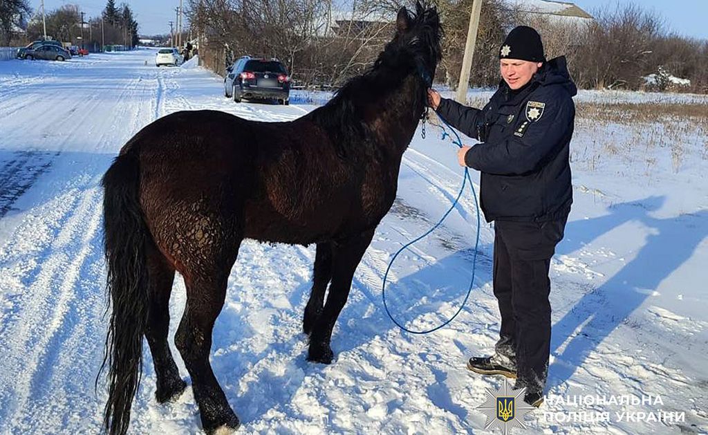 На Полтавщині поліцейські врятували коня, який кілька днів блукав на морозі далеко від дому