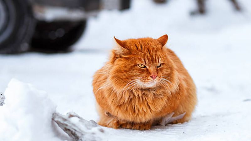 Температурних рекордів у січні не було