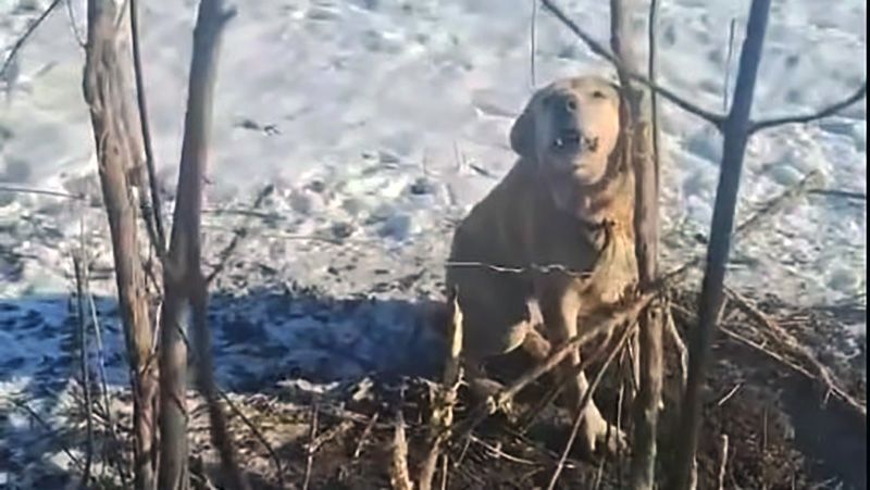 Зниклого в Кобеляках пса знайшли аж в Дрижиній Греблі