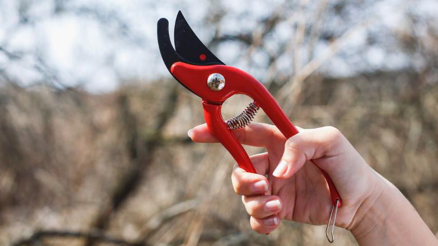 Готуйте секатори і слідкуйте за погодою