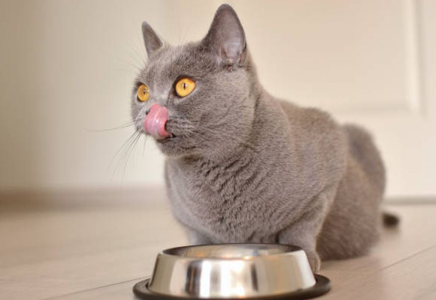 Онлайн або офлайн: де вигідніше купити зоотовари?