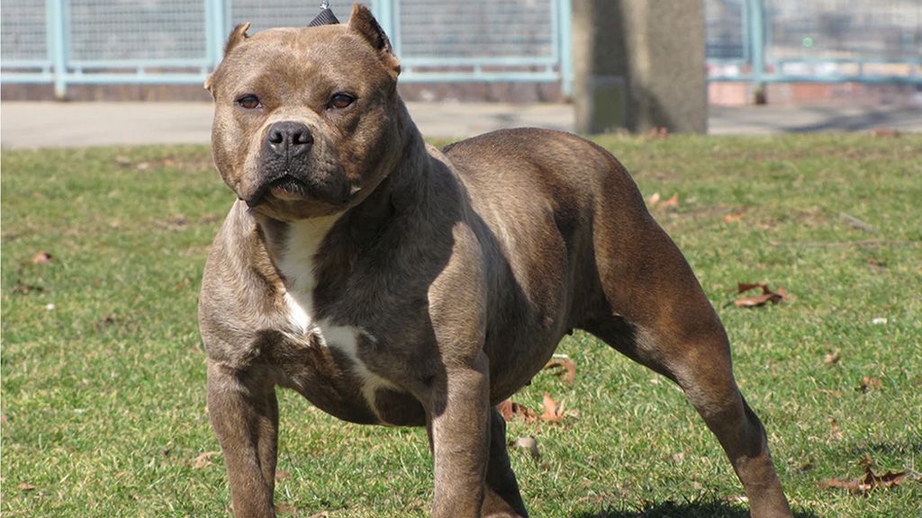 У Полтаві собака покусав трьох жінок та дитину: поліція з’ясовує обставини