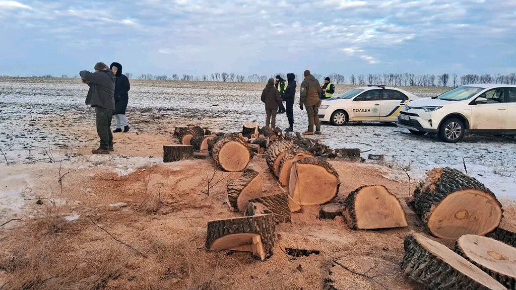 «Чорні» лісоруби напиляли дерев на 800 000 гривень