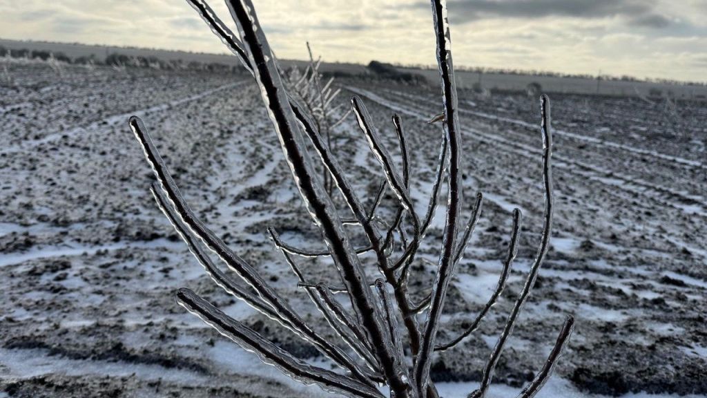 На гарний урожай озимих сподіватися не варто