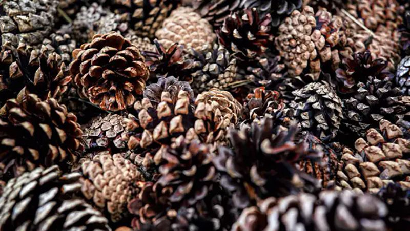 Лісівники заготовили 38 тонн шишок