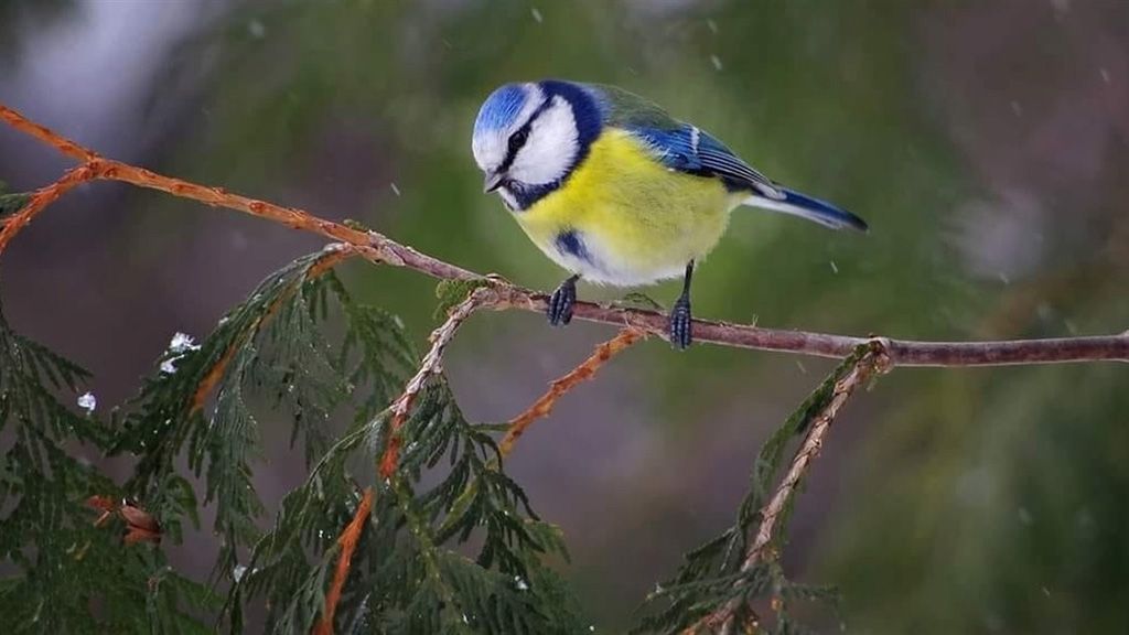 Синиці не загинули, вони відлетіли