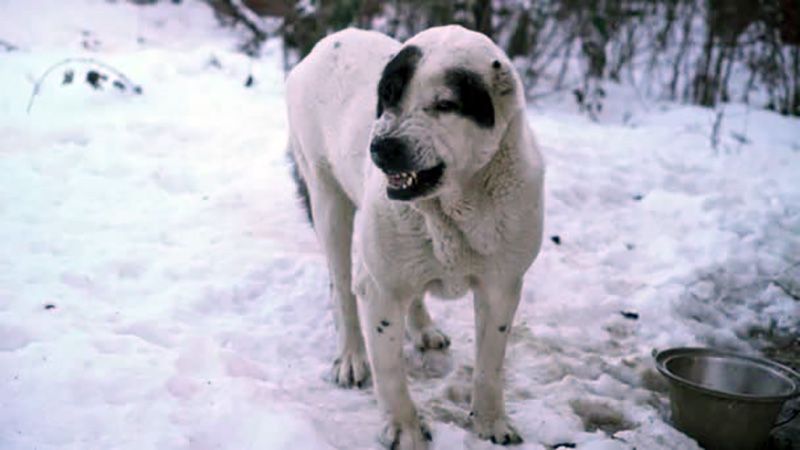 У Полтаві зафіксовано випадки нападу собак на людей