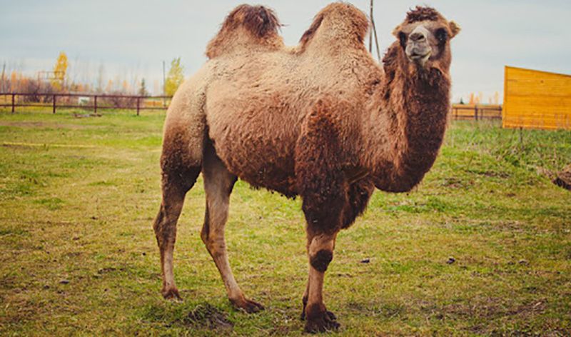 Чи випустять біля Лучок верблюда?