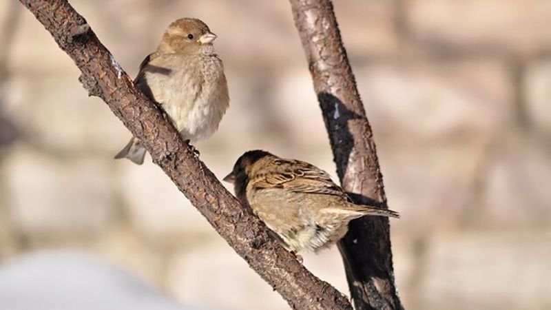 13-15 березня на Полтавщинібуде тепло, без опадів