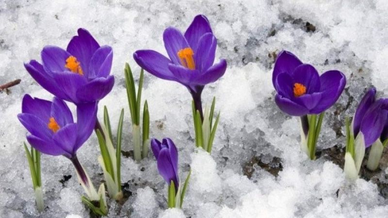 Операція «Первоцвіт-2026» стартувала