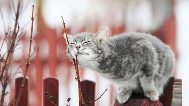 Весна набирає обертів: на Полтавщині 25 березня буде ще тепліше