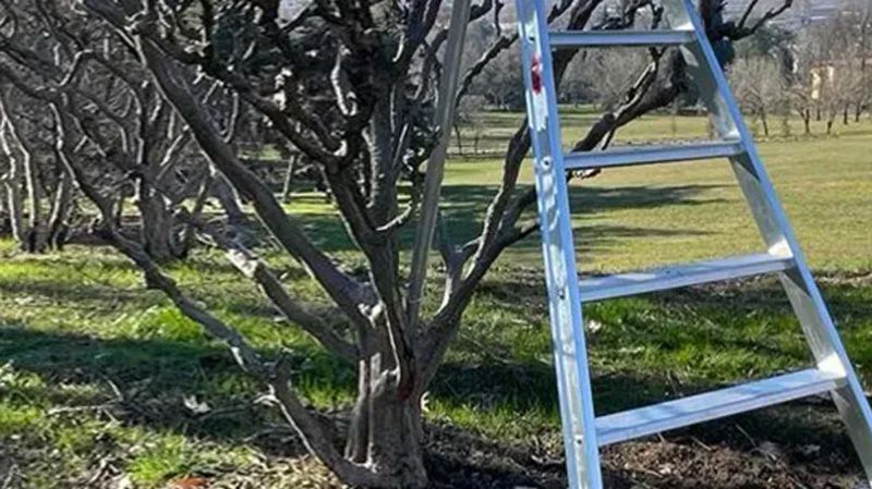  У Лохвиці чоловік загинув після падіння з дерева