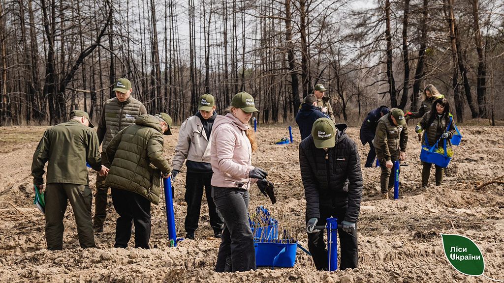 На Новосанжарщині відновлюють ліс