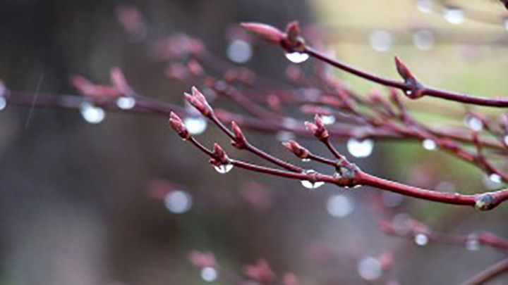 На Полтавщині очікуються хмарні дні з проясненнями та заморозками на ґрунті