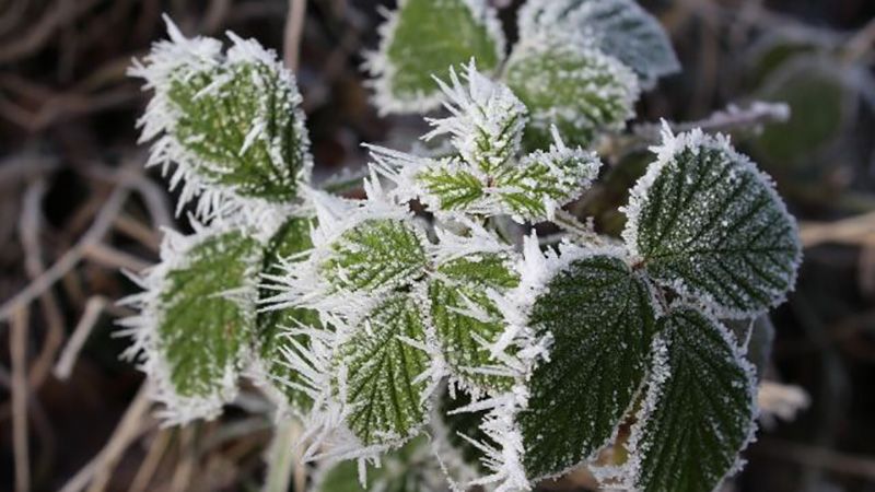 Погода на Полтавщині 24 квітня та вихідні: загроза заморозків не зменшується