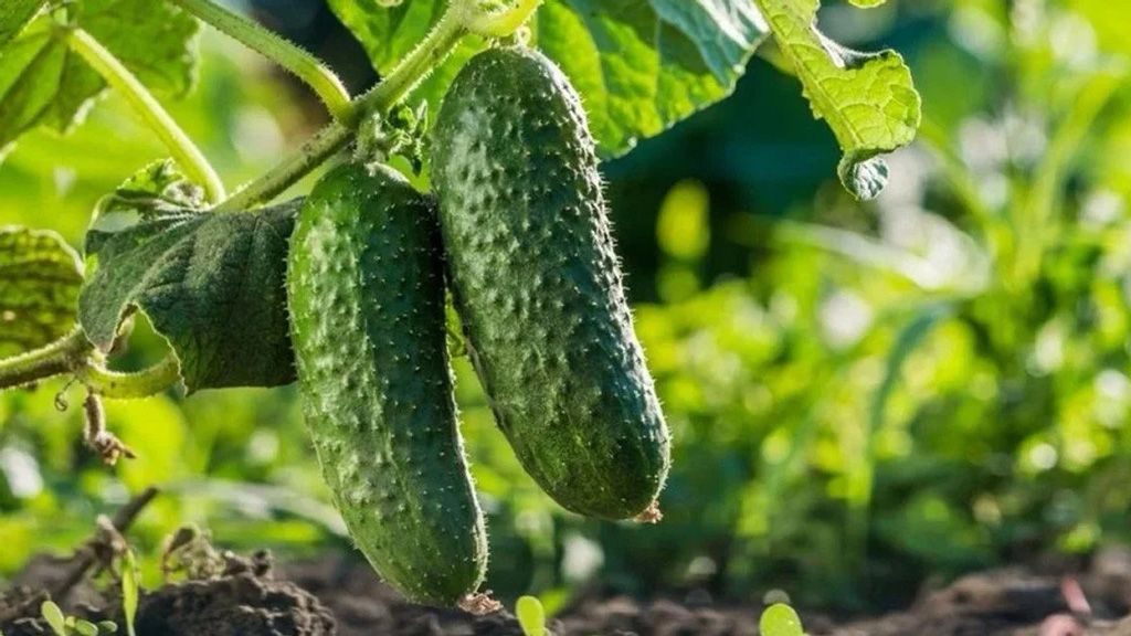 В Україні стрімко дешевшають огірки