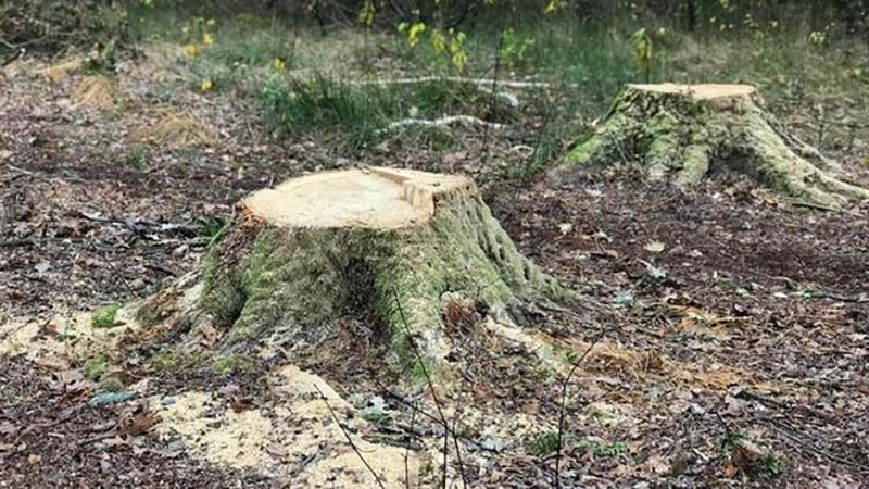 Нарубали лісу на 12 мільйонів гривень: у Полтавському районі викрили «чорних лісорубів»