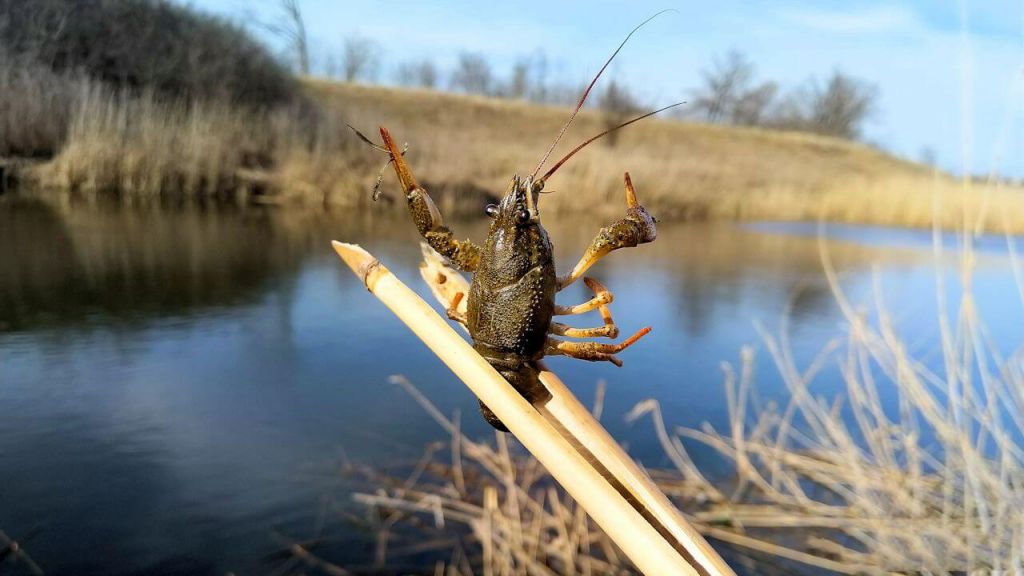 Усі нерестові заборони скасували