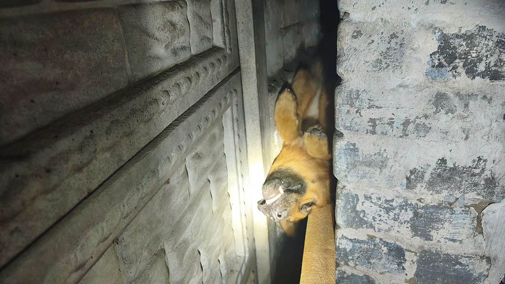 У Кременчуці рятувальники визволили собаку із жахливої пастки
