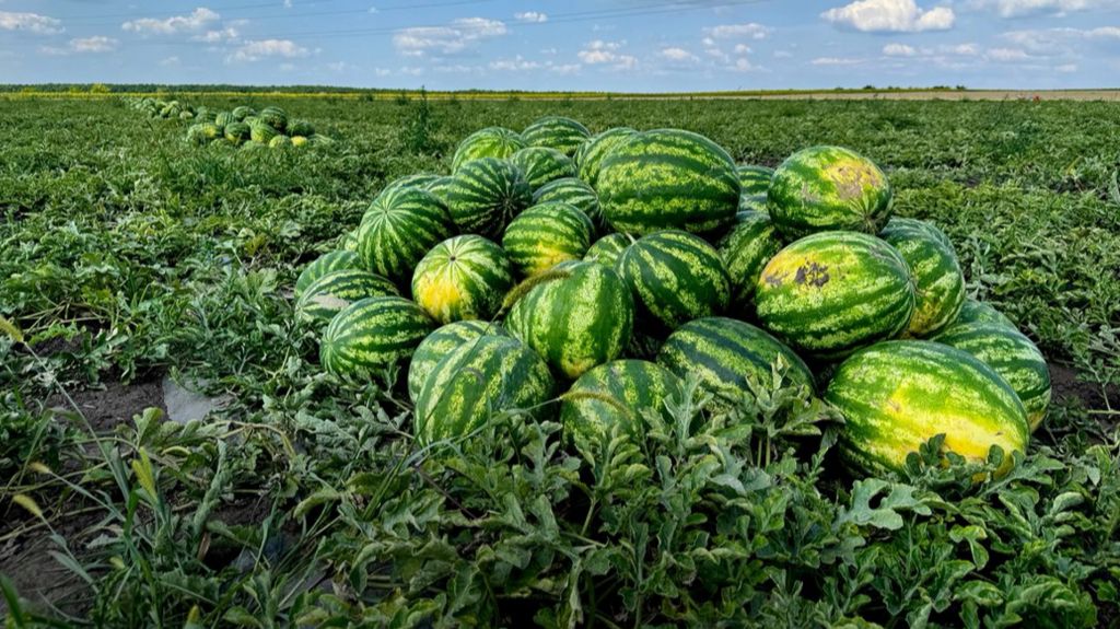3,5 тисячі гектарів баштанних