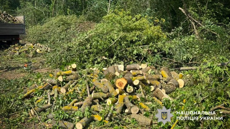 На Полтавщині викрили злочинну групу, яка незаконно вирубала лісу на понад 2 мільйони гривень