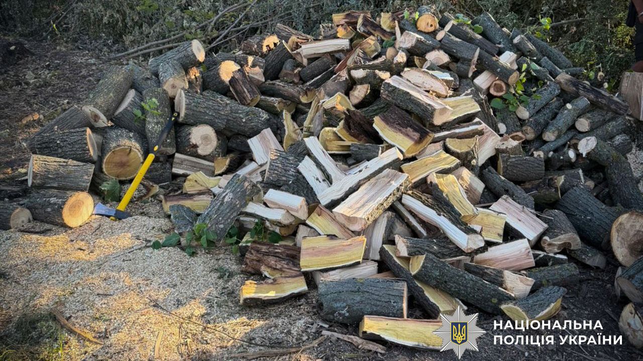На Глобинщині поліція затримала «чорних лісорубів», які спиляли понад 70 дерев