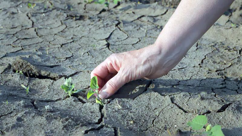 Мокрина не збрехала: в ґрунті — нуль вологи