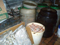 У одному із складів на центральному ринку міста Полтави виявлено підпільних цех з соління риби