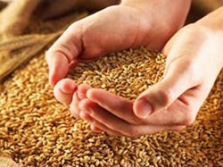 Аграріїв Полтавщини вітають із рекордним намолотом четвертого мільйона тонн зерна