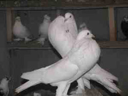 У Жуках розводять козацькі бойні голуби
