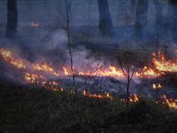 Пожар в лесах Полтавщины — выжжено шесть гектаров